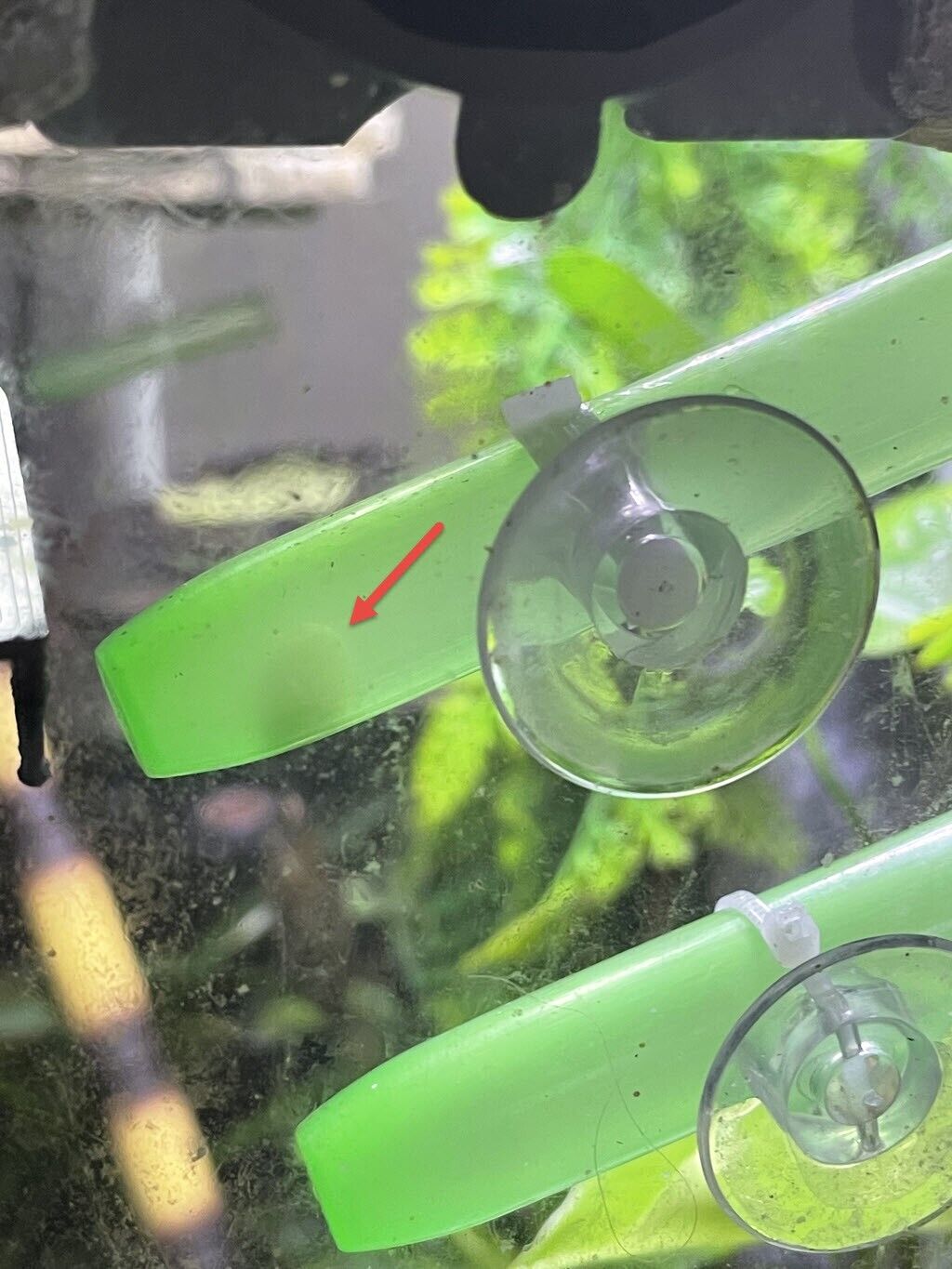 Mourning or day gecko egg laying tube