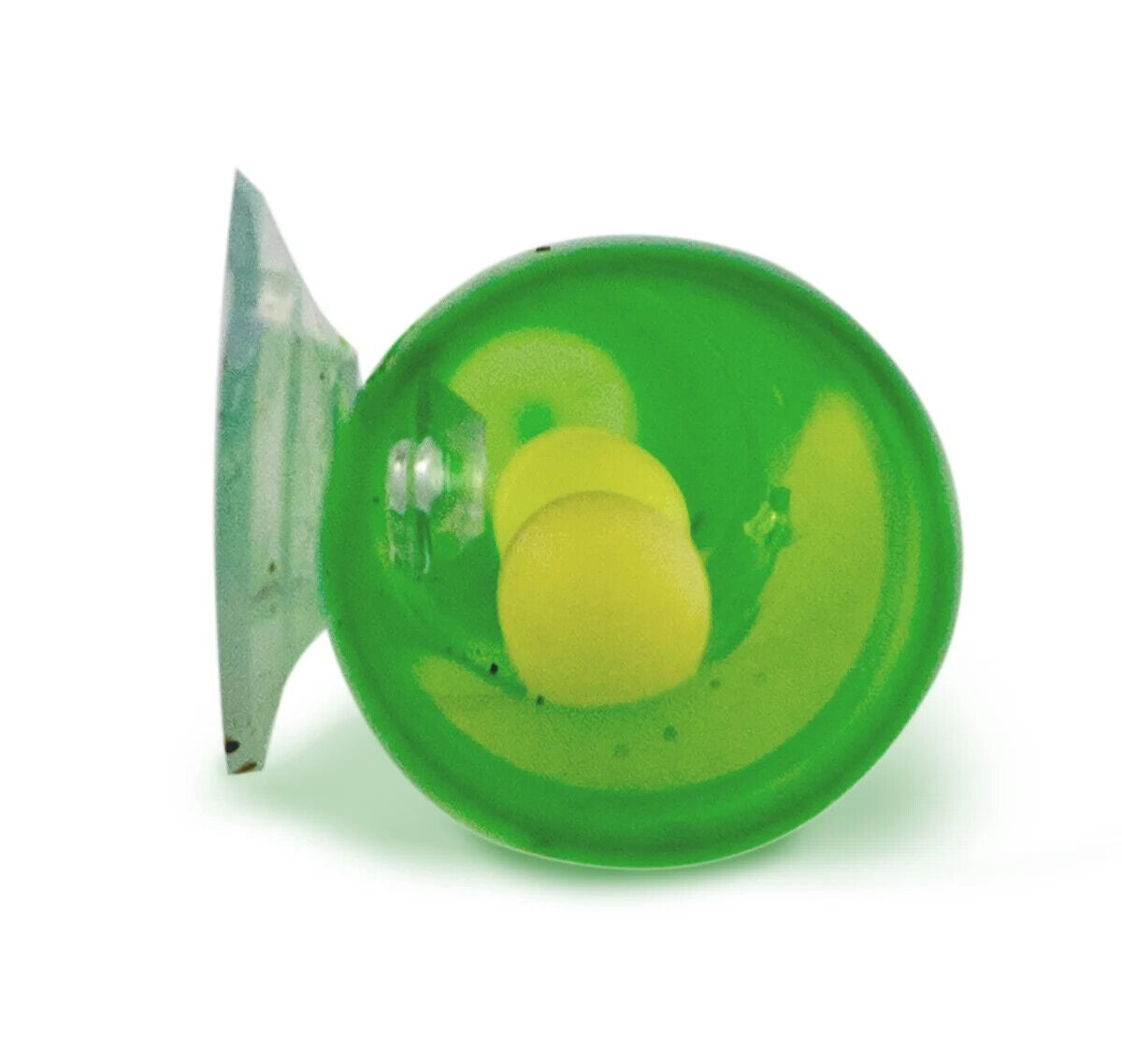 Mourning or day gecko egg laying tube