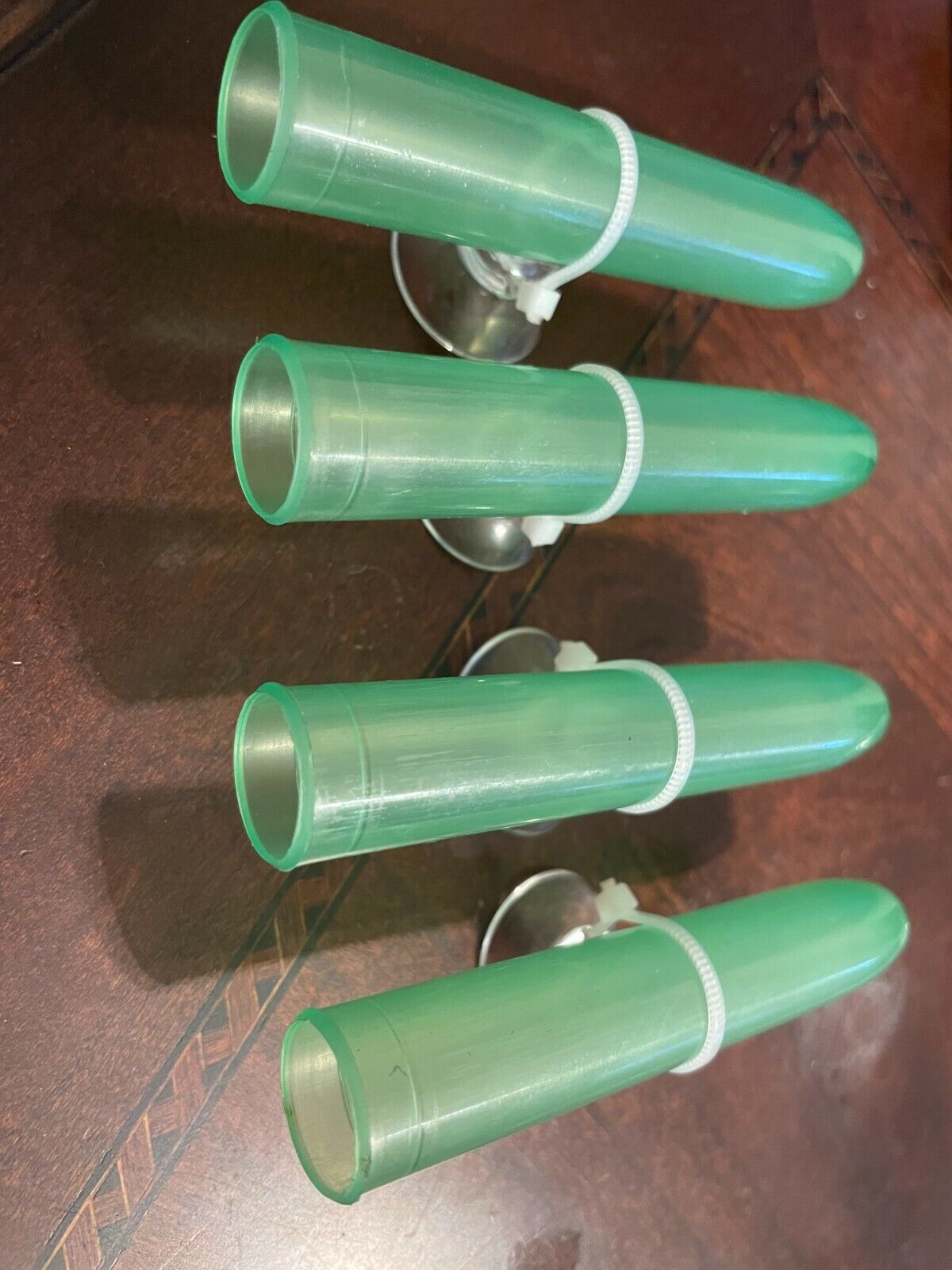 Mourning or day gecko egg laying tube