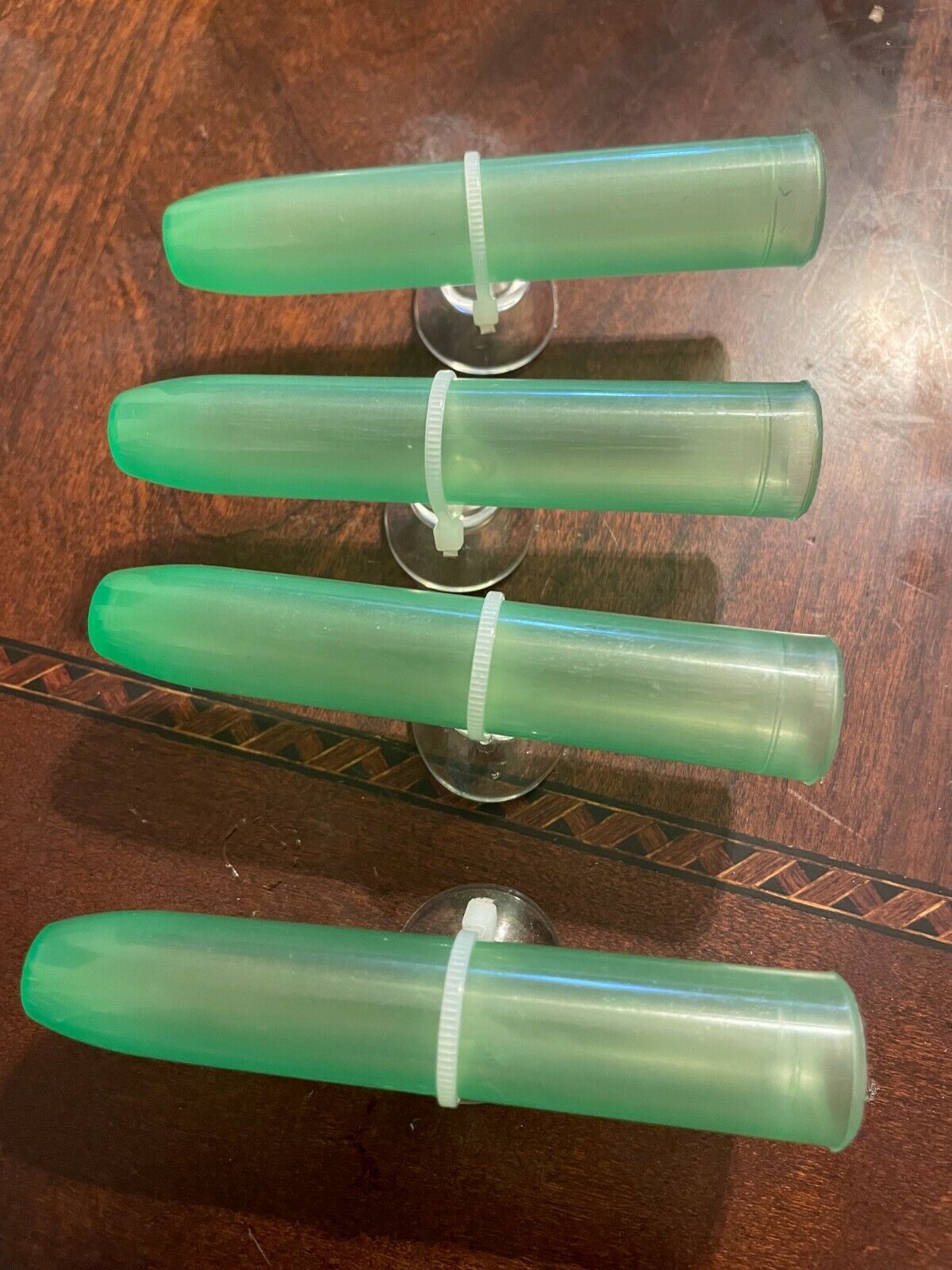 Mourning or day gecko egg laying tube