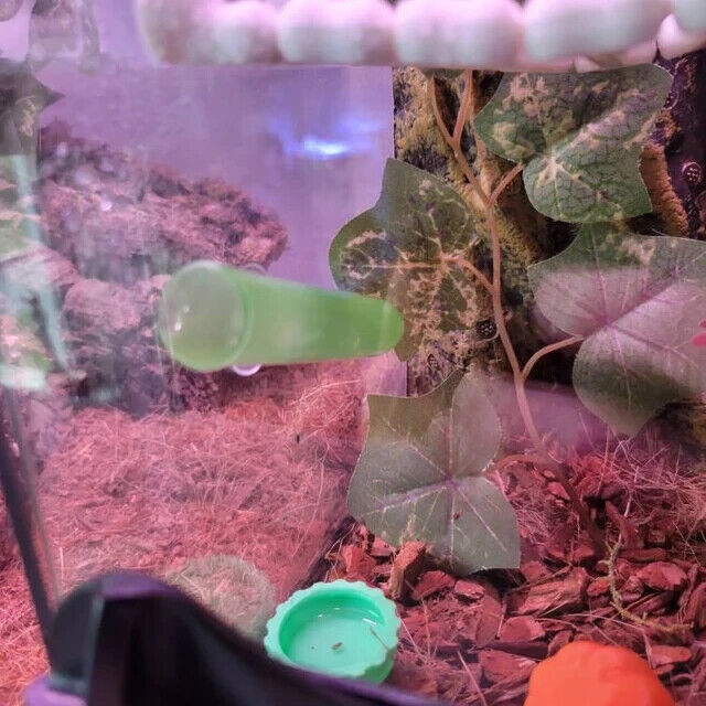 Mourning or day gecko egg laying tube