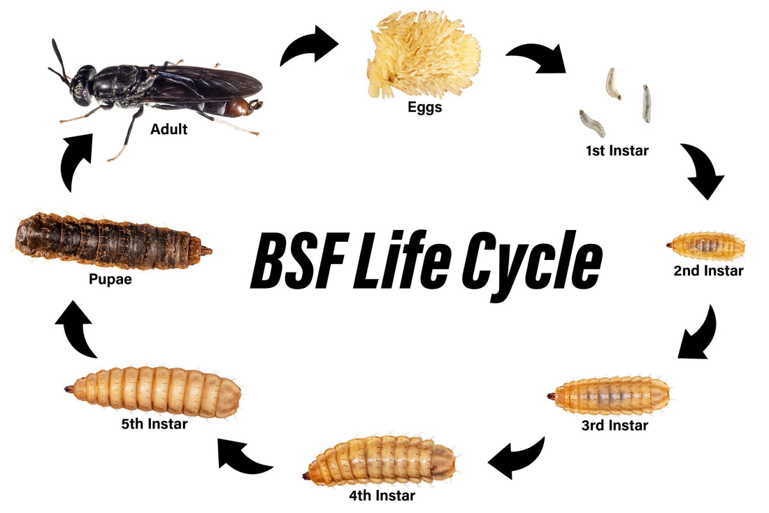 How to Care for Black Soldier Fly Larvae