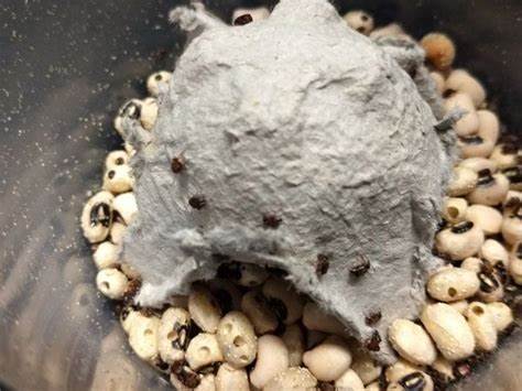How to Care for Bean Beetles