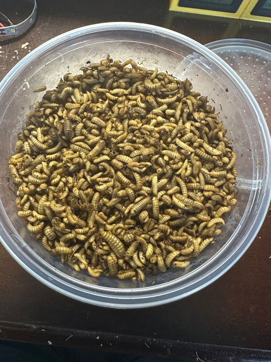 Black Soldier Fly Larvae (BSFL)